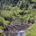 Beaver activity, such as this dam, can significantly alter the surrounding habitat, for the worse or for the better. (Photo from iStock)