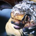 This hoary bat, Lasiurus cinereus, is a solitary animal found in Mississippi that prefers to roost in the foliage of trees. Bats provide many environmental benefits, including pollination and insect control. (Photo courtesy of Raymond Iglay)