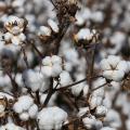 Defoliated cotton plants are ready for harvest.