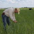 Mississippi State University Extension Service forage specialist Rocky Lemus inspects wheat interseeded with balansa clover at the H.H. Leveck Animal Research Center in Starkville, Mississippi, on April 20, 2017. (Photo by MSU Extension Service/Kevin Hudson)