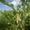 Producers planted much of Mississippi’s soybean crop early, allowing it to avoid many late-season threats from diseases and insects. These soybeans were growing July 25, 2017, on the Mississippi State University R.R. Foil Plant Science Research Center in Starkville, Mississippi. (Photo by MSU Extension Service/Kevin Hudson)