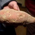 A sweet potato with a pink and brown outer surface is shown close up.