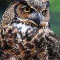 Close-up photo of a brown and white owl as it looks off to the right.