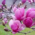 Saucer magnolias bloom before the leaves emerge with huge, white, pink or bold-purple flowers that reach up to 10 inches across. (Photo by MSU Extension/Gary Bachman)