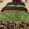 The ornamental sweet potato is a go-to choice for large areas that need some kind of colorful ground cover. It is a great plant for massing and comes in a wide variety of colors and textures. (Photo by MSU Extension/Gary Bachman)