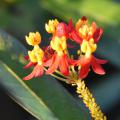 Both butterflies and aphids are attracted to tropical milkweed in droves. While unsightly, aphids don’t seem to impact growth and flowering. (Photo by MSU Extension/Gary Bachman)