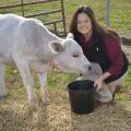 Woman inside a gate in a pasture feeding a white cow.