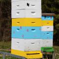 Boxes containing bee hives have honey bees swarming near opening.