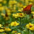 A butterfly gathers nectar from a yellow flower in a group of yellow flowers.