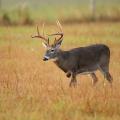 A large buck walks through a brown field.