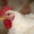 A close-up of a commercial chicken with white feathers is shown in the right three-quarters of the foreground with other chickens blurred in the background.