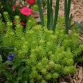 Upright stems of a low-lying chartreuse plant sprout from a landscape bed.