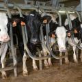 Several black and white cows look toward the camera while standing in milking gates.