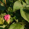 A pink cotton bloom sits among green leaves.