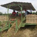 A covered trailer in a field with six workers sorting sweet potatoes into large, wooden crates along the trailer’s edges.