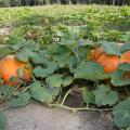 Two large, orange pumpkins grow on the vine in the foreground, with others visible in the background.