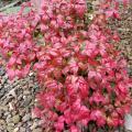 A small bush with bright red leaves contrasts against a rock-filled garden.