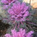 Grayish-purple kale plants are displayed, each with light purple centers.