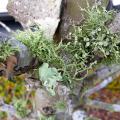 A small tree with leafy green growth on the bark