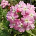 A cluster of small pink verbena flowers with white centers is seen above a bed of green.