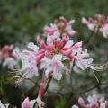 A white and pink honeysuckle flower floats in the foreground with green foliage in the back.