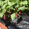 Long, red radishes rise above the soil beneath leafy green tops.