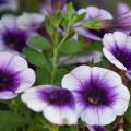 White flowers with deep purple centers  lie above green leaves.