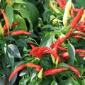 Several red pepper and a few yellow ones rise above green foliage.