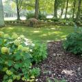 Two hydrangeas are pictured in the foreground of a garden, with one blooming and the smaller one not blooming.