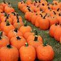 Dozens of bright-orange pumpkins sit in rows on the grass.