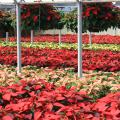 Nurseries have provided thousands of Christmas poinsettias in a variety of colors to decorate homes for the holidays. 