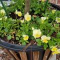 Two-tone, yellow flowers bloom on green foliage at the base of a small tree planted in a container.