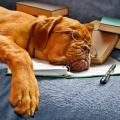 Dog with glasses sleeping on a notebook.