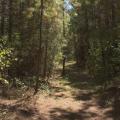 Pine trees surround a small clearing in a Mississippi forest.