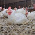 A white chicken sits among a flock of chickens in a poultry house.