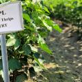 A small, white sign on top of a silver stake in the foreground tells what kind of cotton plants are behind it. In the background are rows of cotton plants with green leaves but not yet containing cotton blooms.