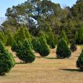 Green cypress tree rows in a field.