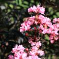 One cluster of pink, crinkled flowers and some seed-heads are visible with dark-green foliage in the background.