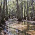 A wetlands area is full of gray trunks of trees with filtered light shining through green leaves.