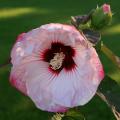 A single large bloom with red-tinged edges and a red center opens against a green background with a single bud above it.