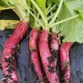 Five red radishes with green shoots rest on a black mat.