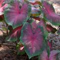 A clump of large caladium leaves with green edges and pink centers growing out of a bed of pine straw.