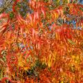 Long, narrow orange and red leaves dangle from branches.