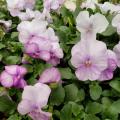 Small, flat blooms of white and lavender rise above a bed of green leaves.