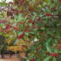 A branch with green leaves and dozens of clusters of red berries is in the foreground of an outdoor parking area.