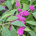 Small purple berries in clumps line branches with green leaves.