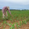 A man wearing overalls and a baseball cap reaches down to touch a small corn stalk in a field of corn.