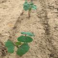 Leaves of young cotton plants.