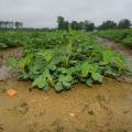 Rows of peanut plants.