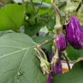 Tiny, purple eggplants grow on a vine.